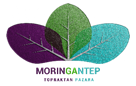 moringantep koop