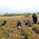 3K Kale Kadin Kooperatifi 768x981 1