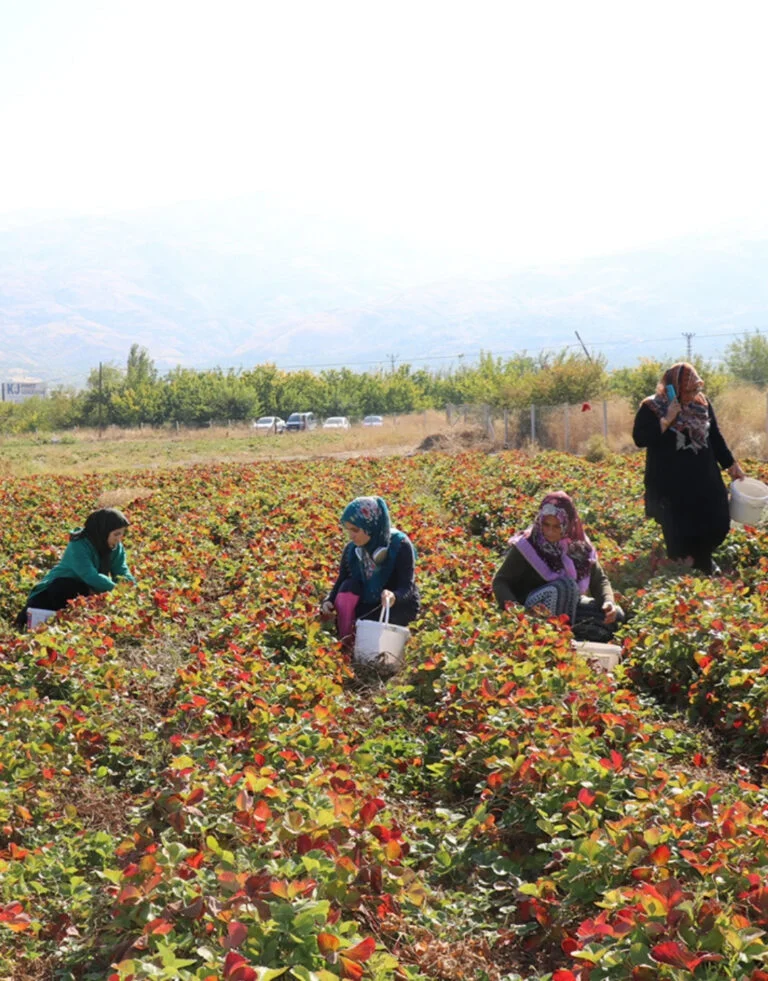 3K Kale Kadin Kooperatifi 768x981 1